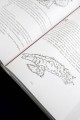 День святого Патрика и остальные 364