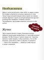 Лавка страха