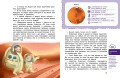 Солнечная система. Детская энциклопедия (Чевостик)