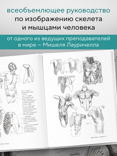 МОРФО. Скелет и мышцы человека. Анатомия для художников
