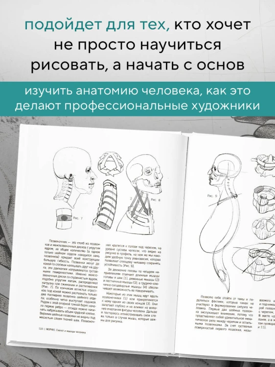МОРФО. Скелет и мышцы человека. Анатомия для художников