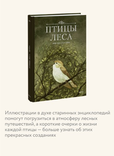 Птицы леса. Артбук