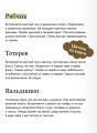 Птицы леса. Артбук