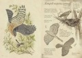 Птицы леса. Артбук