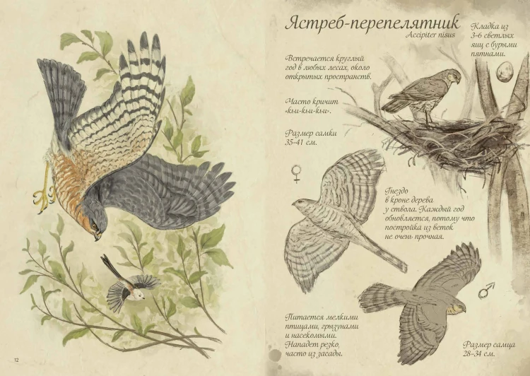 Птицы леса. Артбук