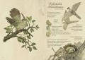 Птицы леса. Артбук