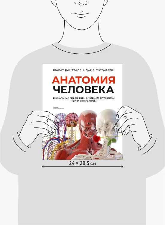Анатомия человека. Визуальный гид по всем системам организма: норма и патологии