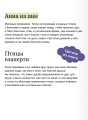 Анна на шее. Вечные истории