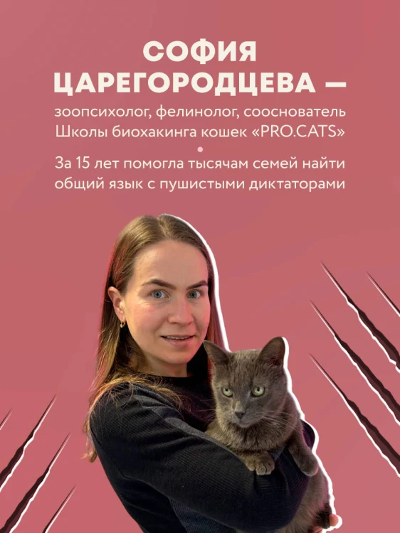Кошачий закон и порядок. Как найти общий язык с кошкой и не стать жертвой ее капризов