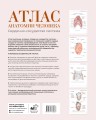 Атлас анатомии человека. Сердечно-сосудистая система