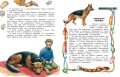 Как правильно любить собак. Рассказы