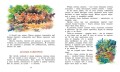 Лесные тайнички