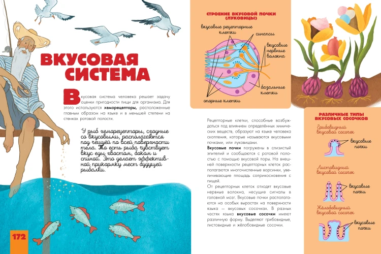 Человек. Исследуем тело и мозг человека