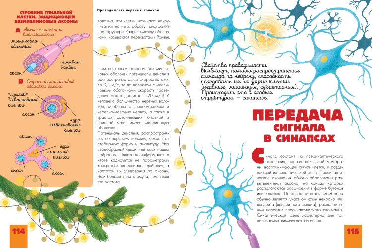 Человек. Исследуем тело и мозг человека