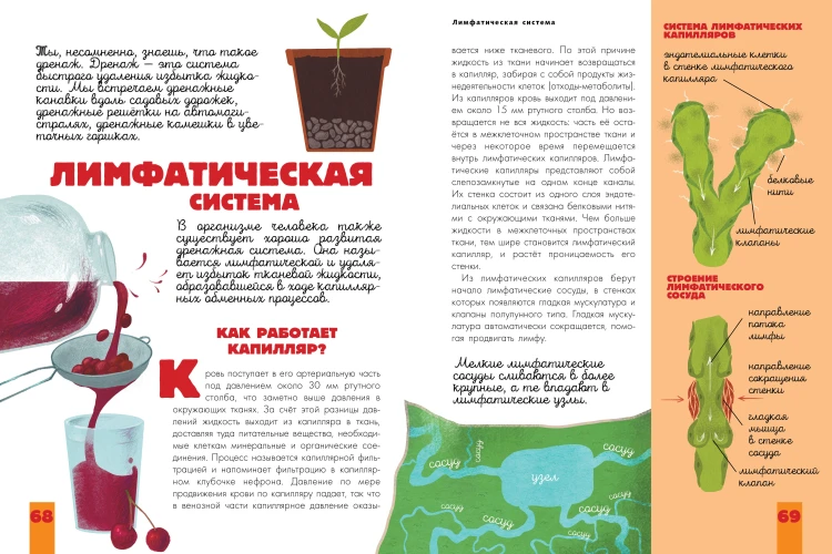 Человек. Исследуем тело и мозг человека