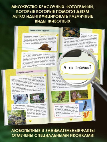 Окружающий мир. Животные