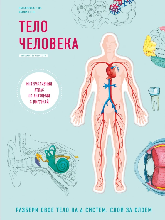 Тело человека. Интерактивный атлас по анатомии с вырубкой. Разбери свое тело на 6 систем. Слой за слоем