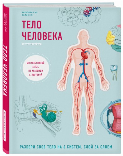 Тело человека. Интерактивный атлас по анатомии с вырубкой. Разбери свое тело на 6 систем. Слой за слоем
