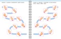 Гимнастика. Развиваем координацию. 3-5 лет