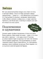 Ежик в тумане. Вечные истории. Young Adult