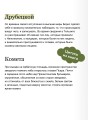 Война и мир. Том 2. Вечные истории. Young Adult