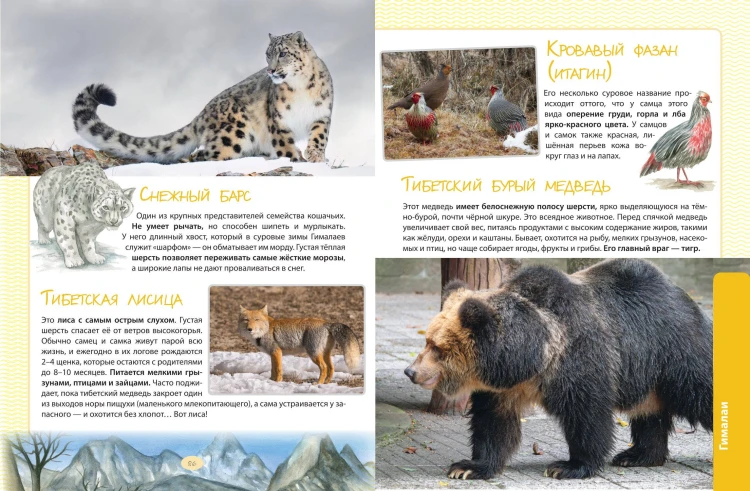 Животные. Большая экспедиция вокруг света