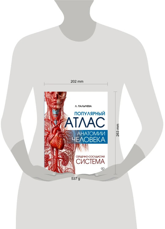 Популярный атлас анатомии человека. Сердечно-сосудистая система
