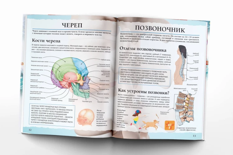 Тело человека