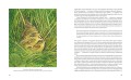 Иллюстрированная история орнитологии