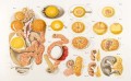 Иллюстрированная история орнитологии