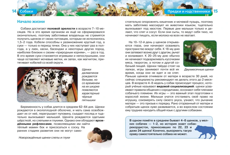 Собаки (ДЭР)