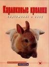 Карликовые кролики. Содержание и уход