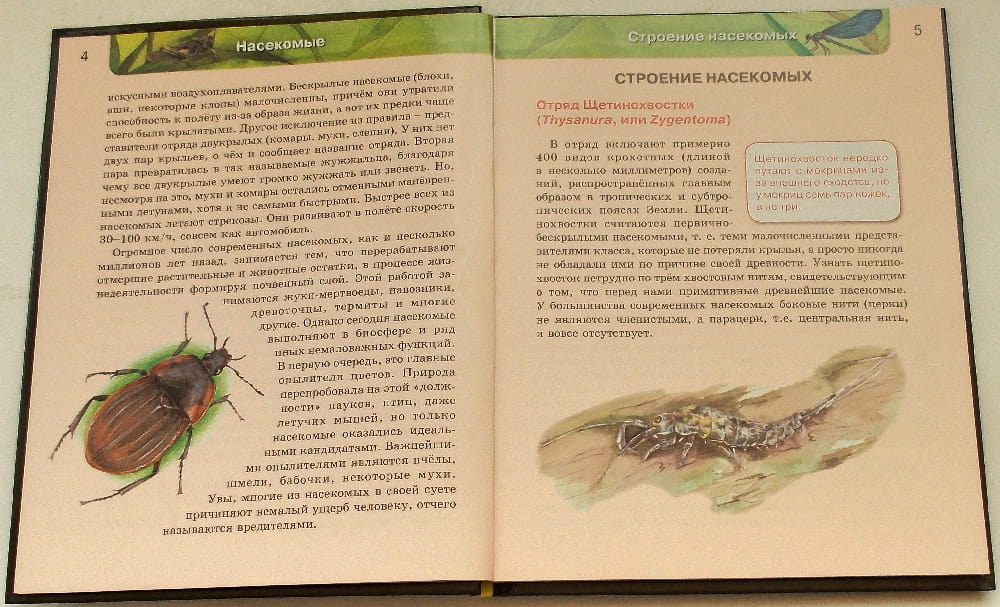 насекомые123.jpg