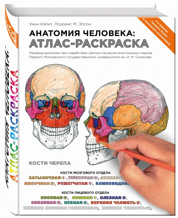 Анатомия человека: атлас-раскраска