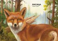 Лесные животные в натуральную величину