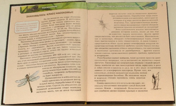 насекомые12.jpg