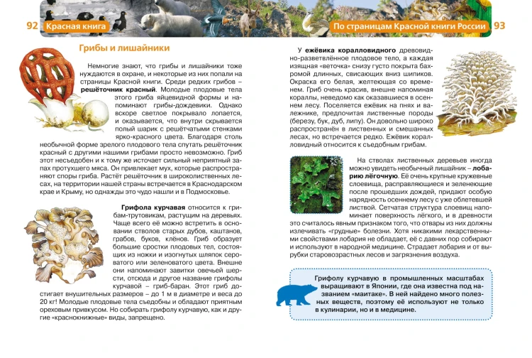 krasnaja-kn1.jpg
